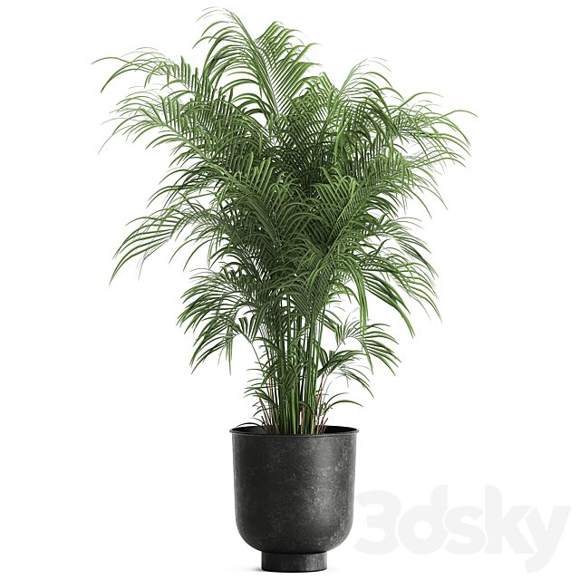 Decorative small lush palm tree in a black metal pot Howea forsteriana , kentia. 900.