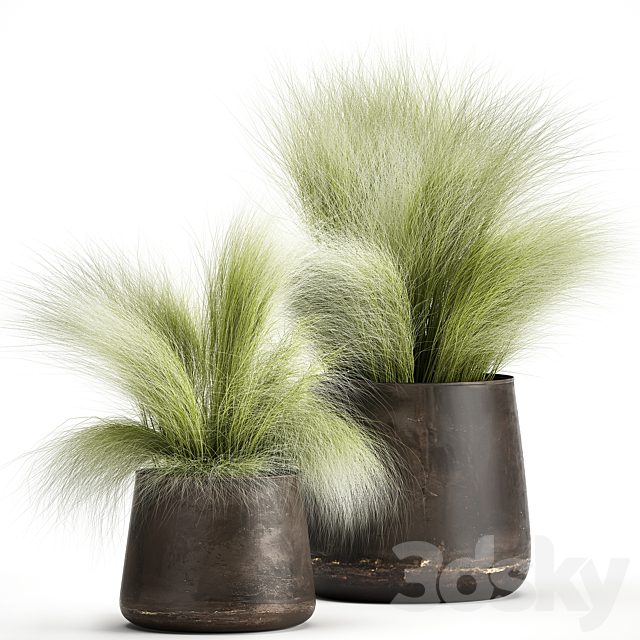 Collection of plants of fluffy bushes in outdoor pots Grass grass, hummock. Set 908.