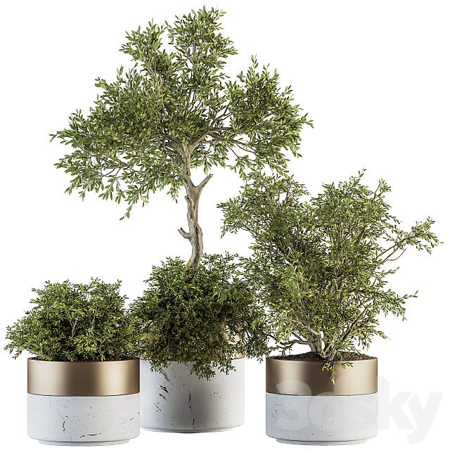 indoor Plant Set 200 - Tree in pot