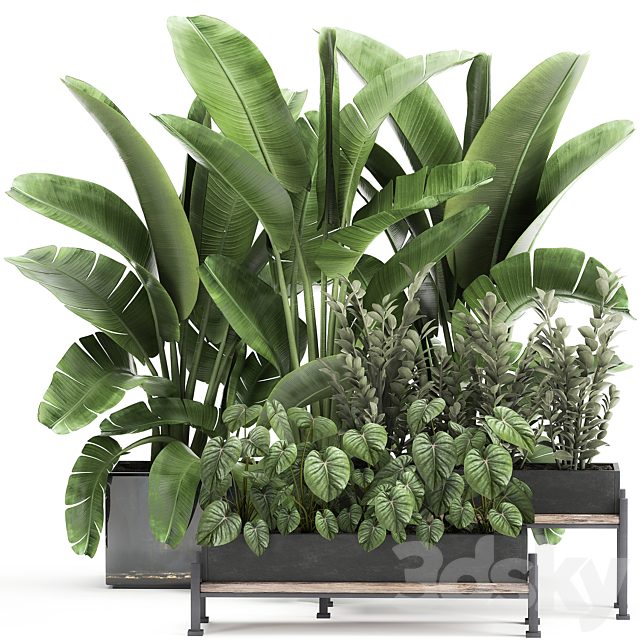 Collection of plants in potted flower beds with Thickets, Strelitzia, banana, Zamiokulkas, Philodendron, jungle. Set 914.