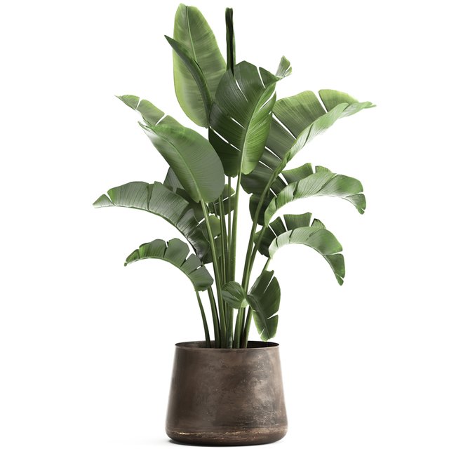 Beautiful lush banana palm in a metal pot Strelitzia, ravenala. 916.