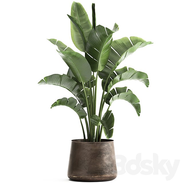 Beautiful lush banana palm in a metal pot Strelitzia, ravenala. 916.