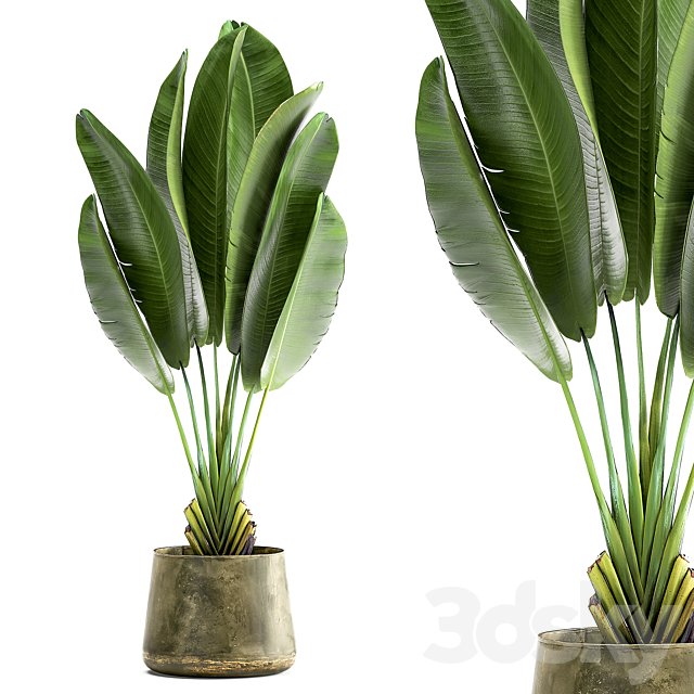Exotic small flower in a pot with Ravenala, Strelitzia, Banana palm. 926.
