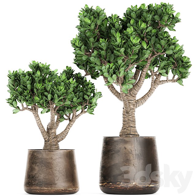 Collection of plants in metal pots with flower Crassula. Set 930.