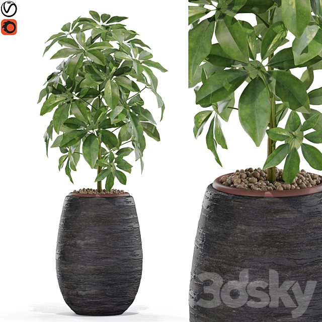 Plants collection 567