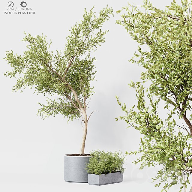 Indoor Plant 010