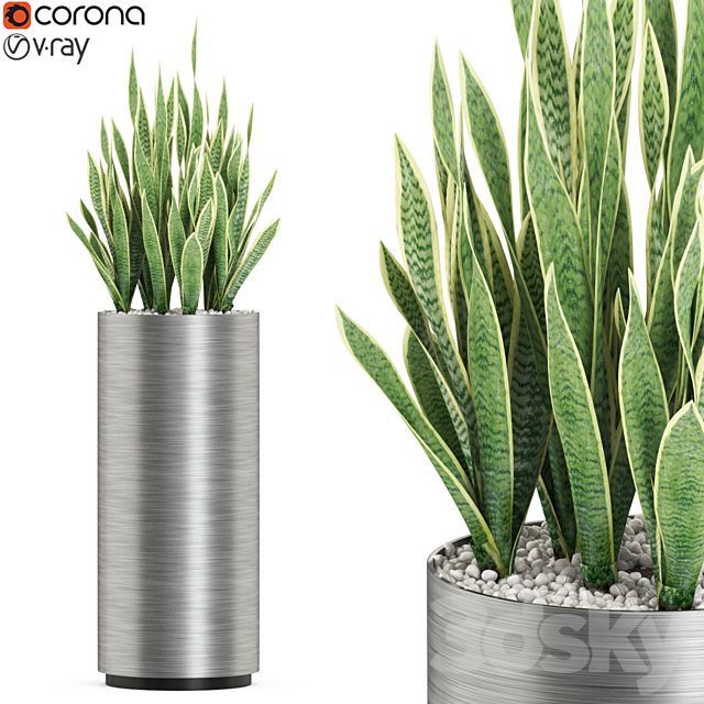 Plants collection 506