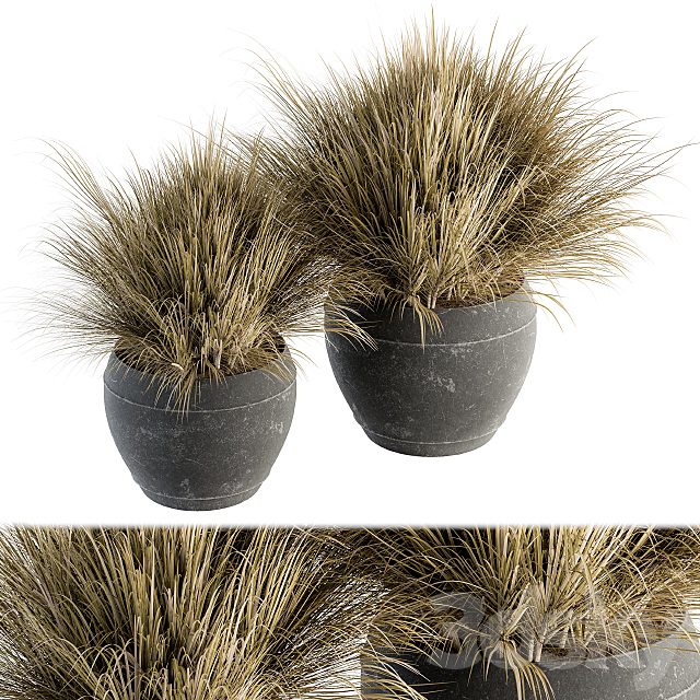 Outdoor Plant Set 204 - Dried Grass in Pot