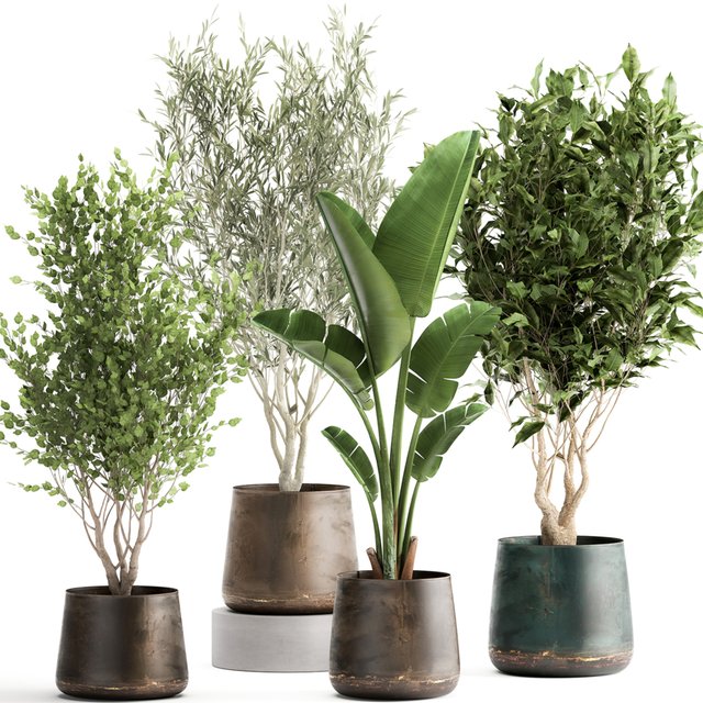 Collection of tree plants in outdoor metal rusty pots Banana palm, . Set 949.
