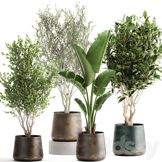 Collection of tree plants in outdoor metal rusty pots Banana palm, . Set 949.