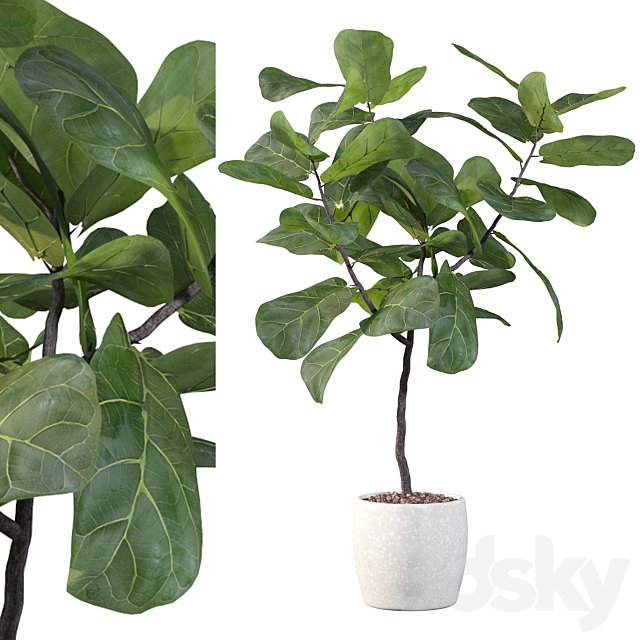 Plants collection 101 - ficus lyrata