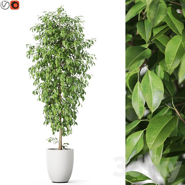 Plants collection 1135