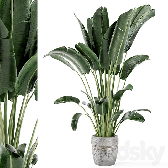 Indoor Plants in rusty Concrete Pot - Set 124