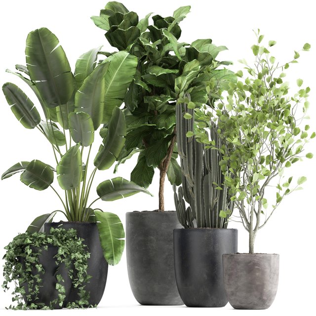 Collection of plants in black pots with Strelitzia, Ficus lyrata, tree, ivy, banana palm, ravenala. Set 961.