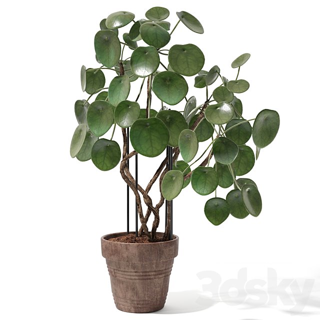 Set of plants 12