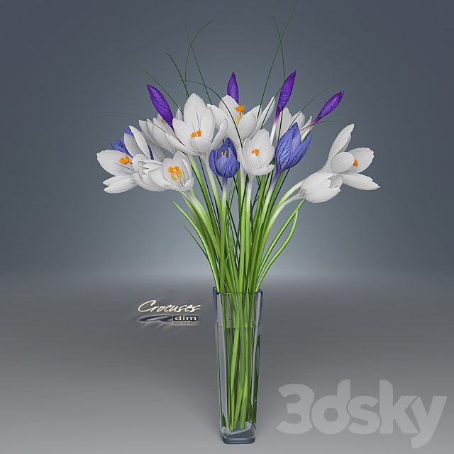 Crocus