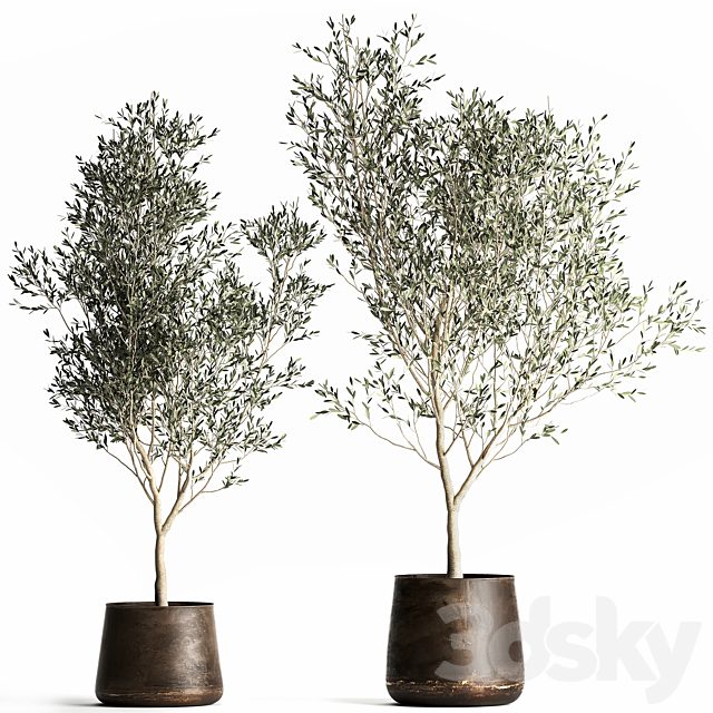 A collection of small Olive trees in a rusty metal pot and flowerpot. Set 968.