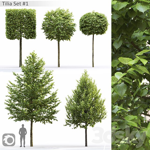 Tilia