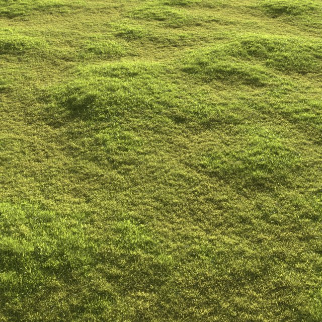 Garden grass