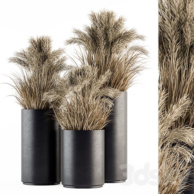 indoor Plant Set 224 -Big Pampas