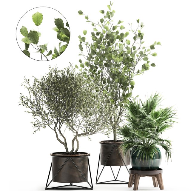 Collection of plants in pots with Olive tree, ficus, fan palm, hazel, linden. Set 975.