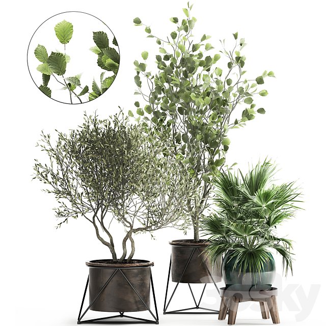 Collection of plants in pots with Olive tree, ficus, fan palm, hazel, linden. Set 975.
