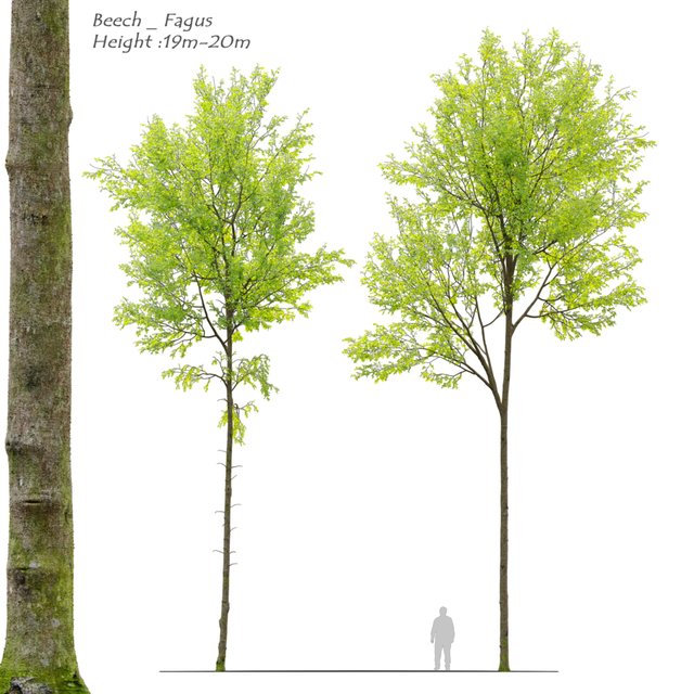 European beech