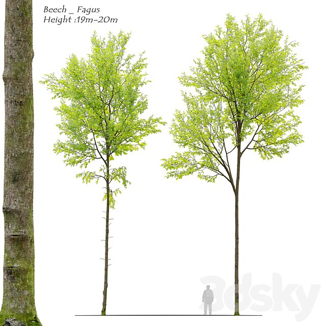 European beech