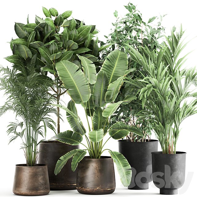 Collection of plants in metal pots and vases Strelitzia, Ravenala, Banana palm, hovea, ficus, tree Set 978.