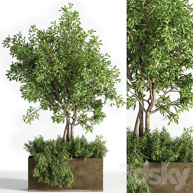Outdoor Plants tree 13