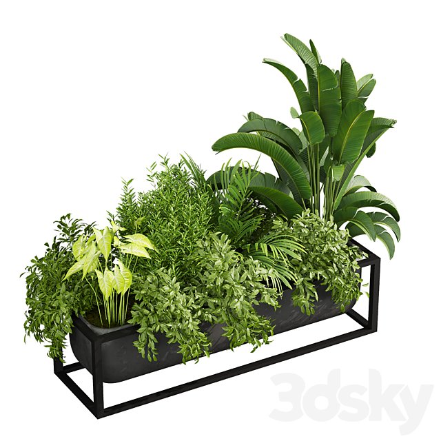 plant vol 735 - box - banana - bush
