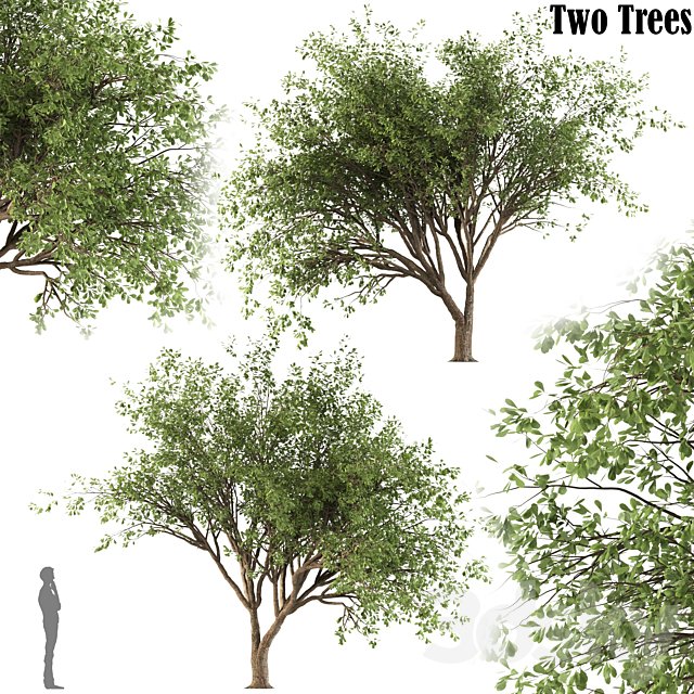 Chinese Stewartia tree (two trees)