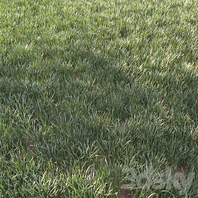 grass for landscape 11