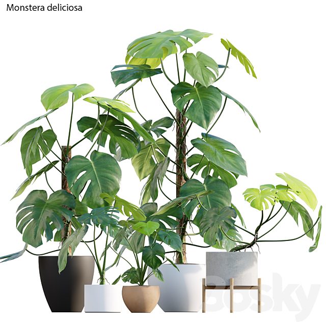 Monstera deliciosa