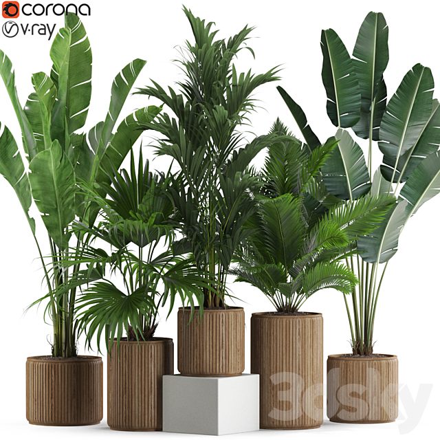 Plants collection 539