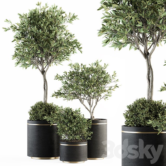 indoor Plant Set 239 - Olive in Pot