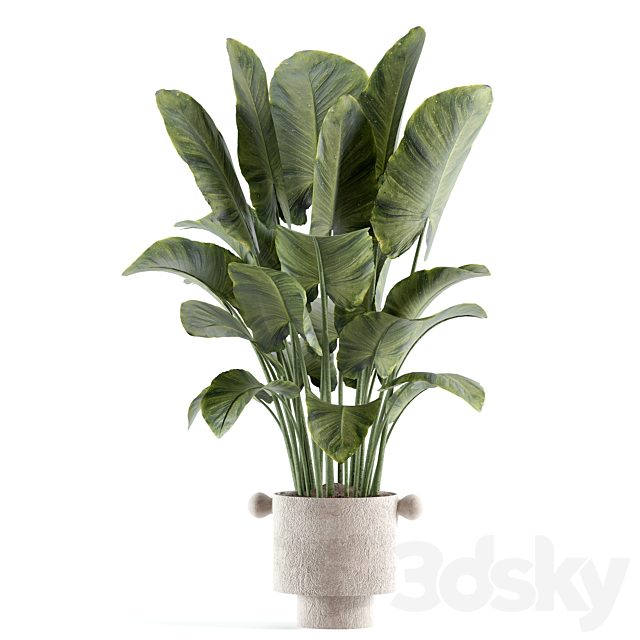 indoor plant 206