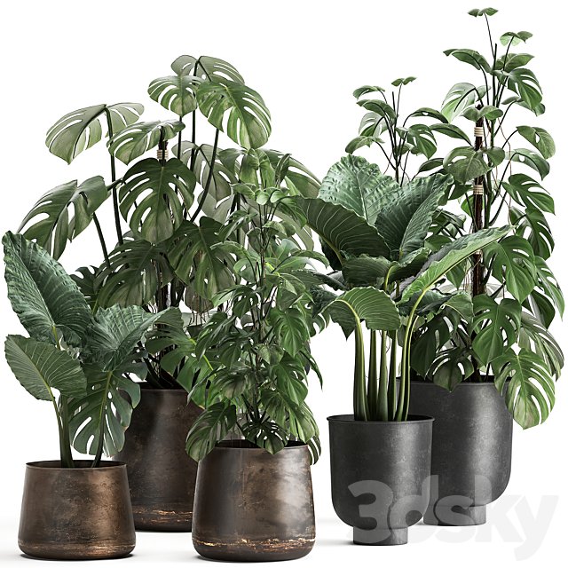 Collection of plants in rusty metal black pots with Monstera flower, loft, Alokasia. Dial 999.