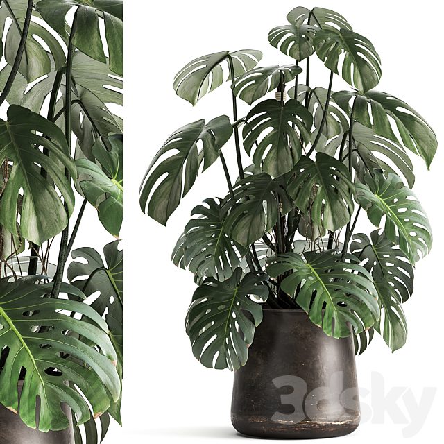 An exotic plant in a rusty metal pot with a Monstera bush. 1001.