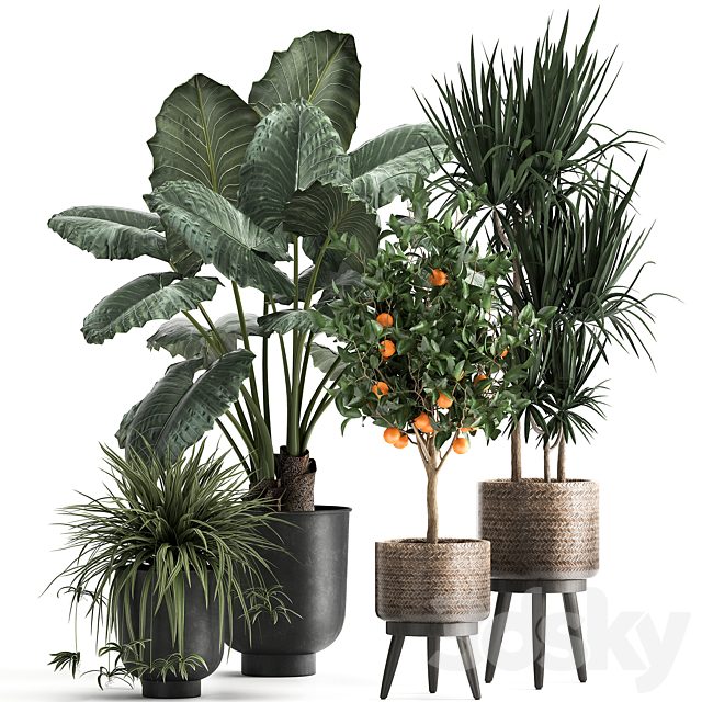 Collection of plants in black pots and baskets with Alocasia, dracaena, orange tree, loft. Set 1002.