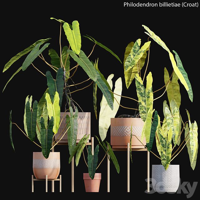 Philodendron billietiae - Croat