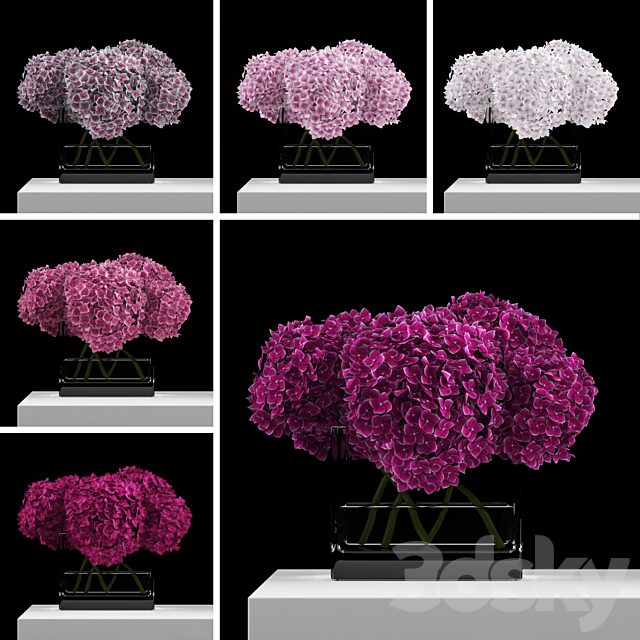 Pink hydrangeas