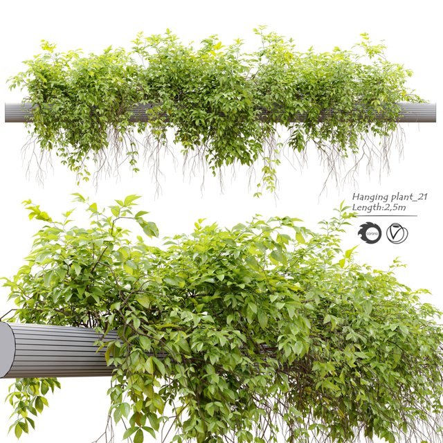 Hanging Plant 21