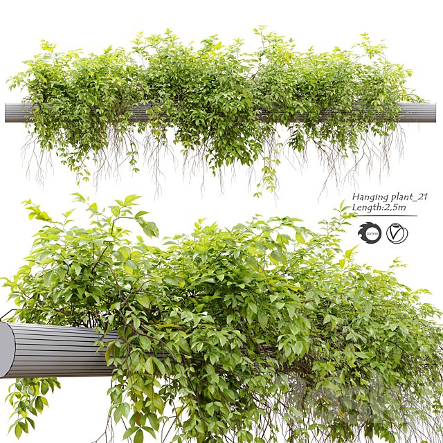 Hanging Plant 21