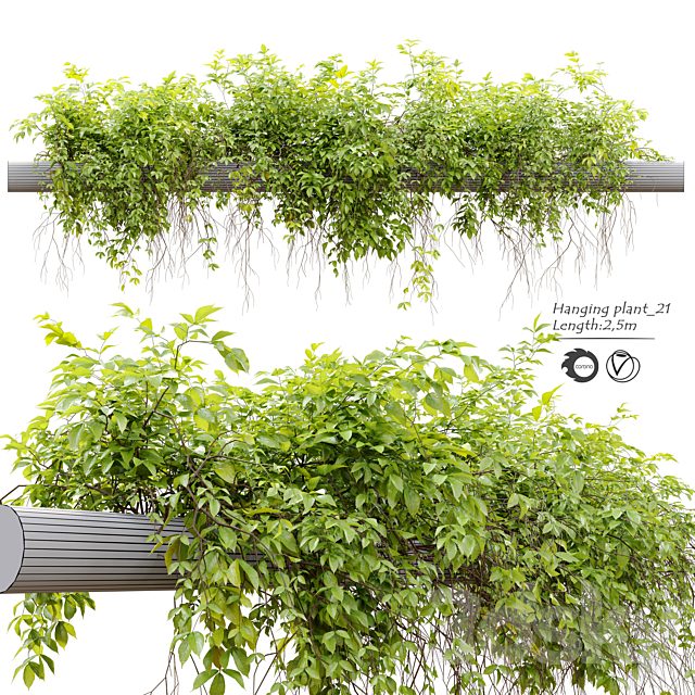 Hanging Plant 21