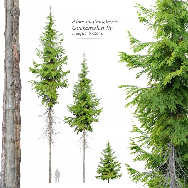 Abies guatemalensis
