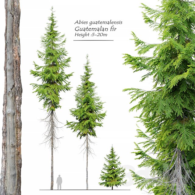 Abies guatemalensis