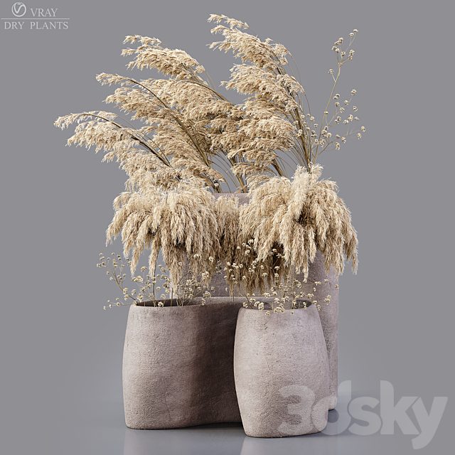 Dry Plants