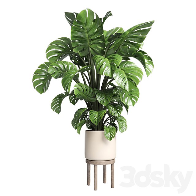 Indoor plant 89 wood vase pot plant monstera