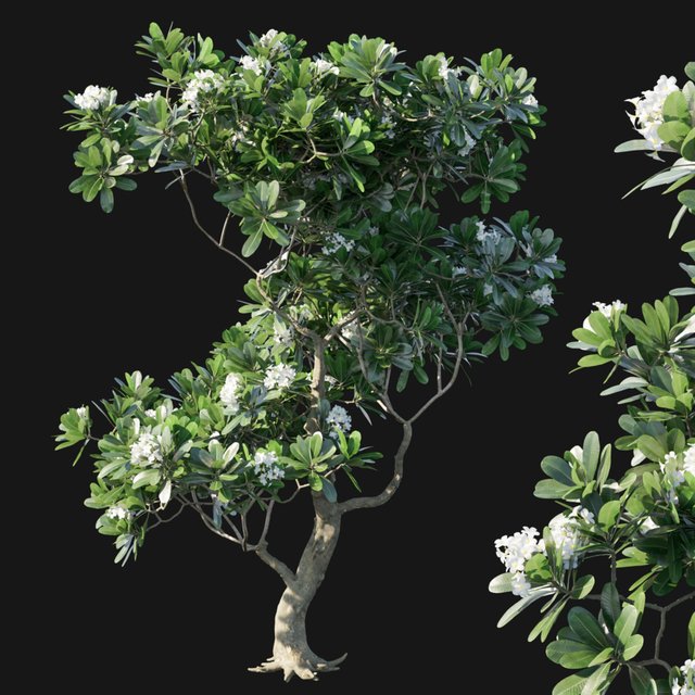Obtusa 02